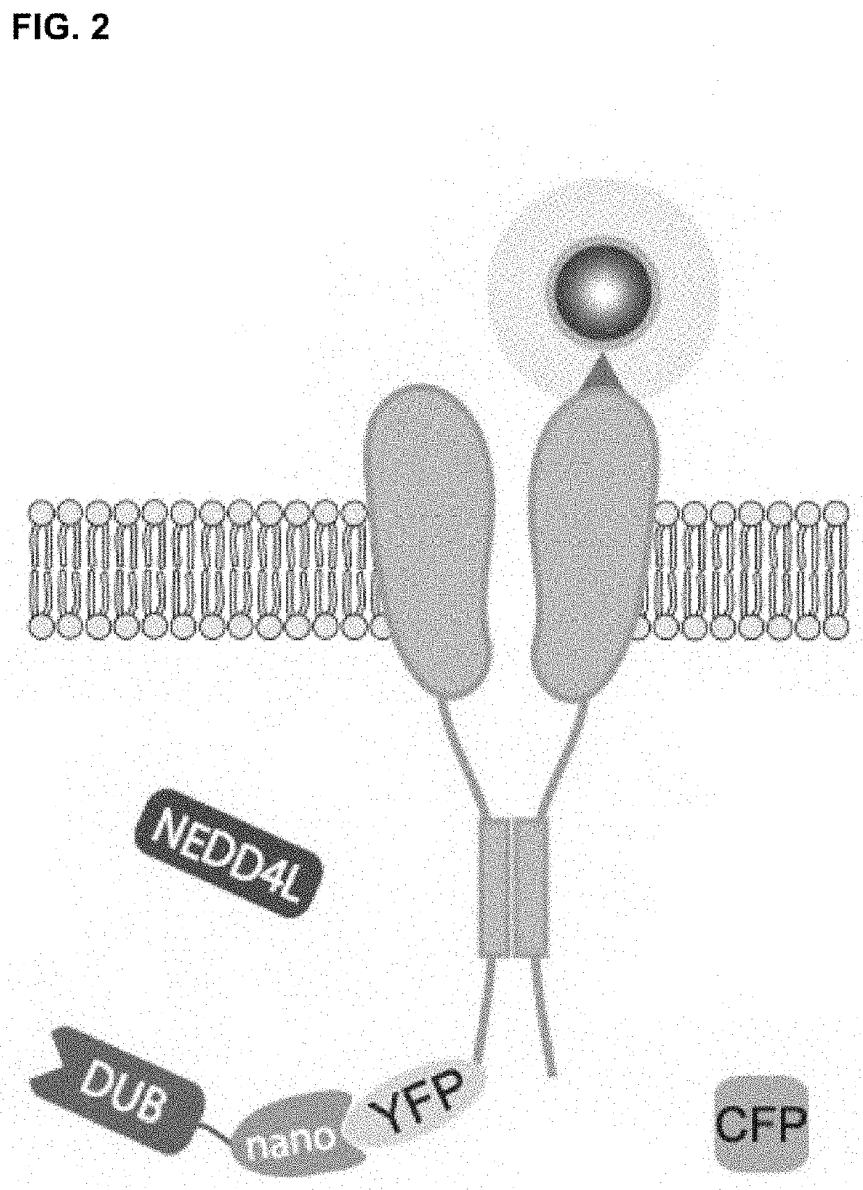 Compositions and methods for using engineered deubiquitinases for probing ubiquitin-dependent cellular processes