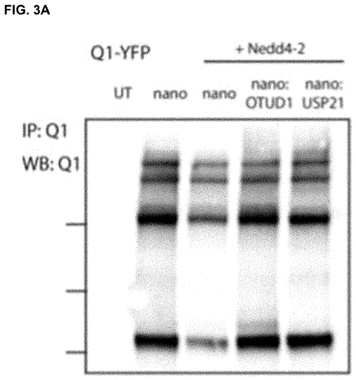 Compositions and methods for using engineered deubiquitinases for probing ubiquitin-dependent cellular processes