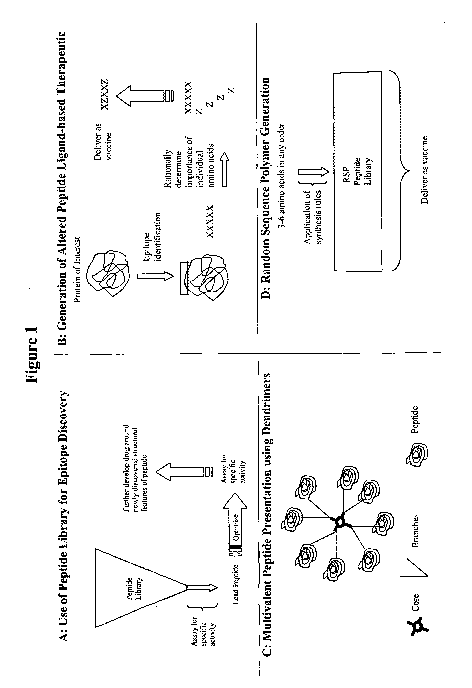 Synthesis of directed sequence polymer compositions and antibodies thereof for the treatment of protein conformational disorders