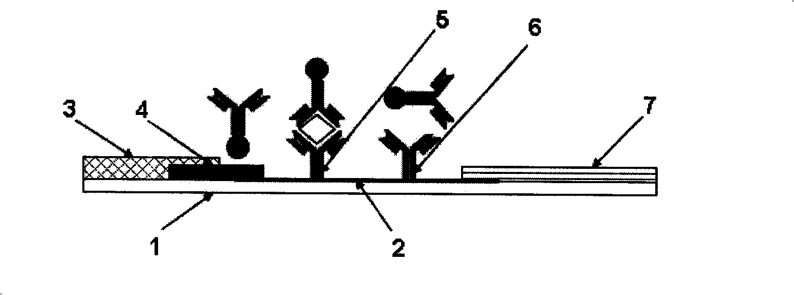 Immunity colloidal gold test paper strip for detecting and staphylococcal enterotoxin A and its production method