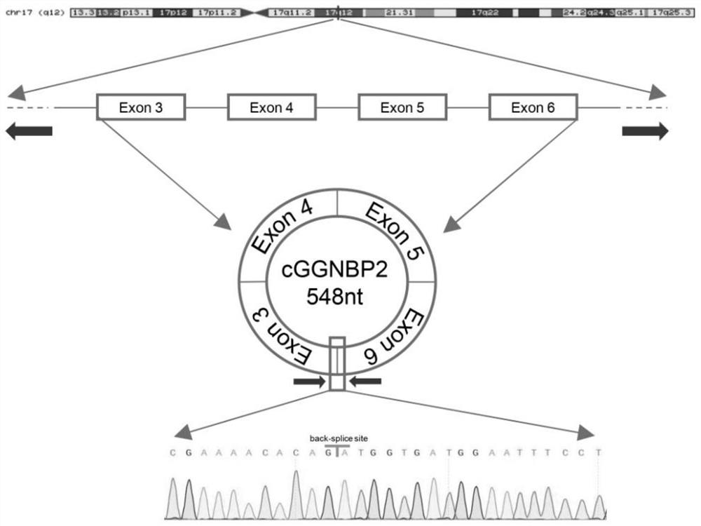 Application of circular RNA cGGNBP2