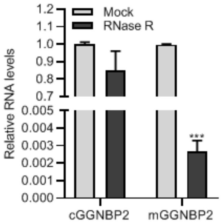 Application of circular RNA cGGNBP2