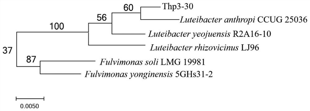 A Chromium-Resistant Petroleum Hydrocarbon Degrading Strain thp3-30 and Its Application