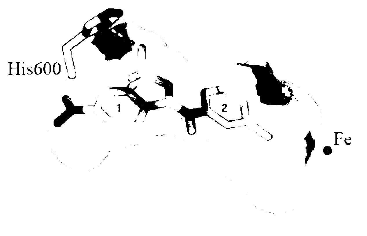 Benzisoxa thiazoles 5-LOX and mPGES-1 inhibitor and application