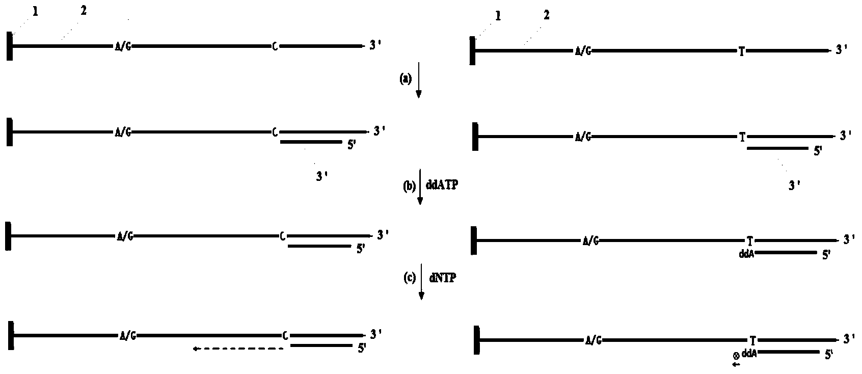 Method for analyzing haplotype of PCR products by primer selection sequencing-by-synthesis