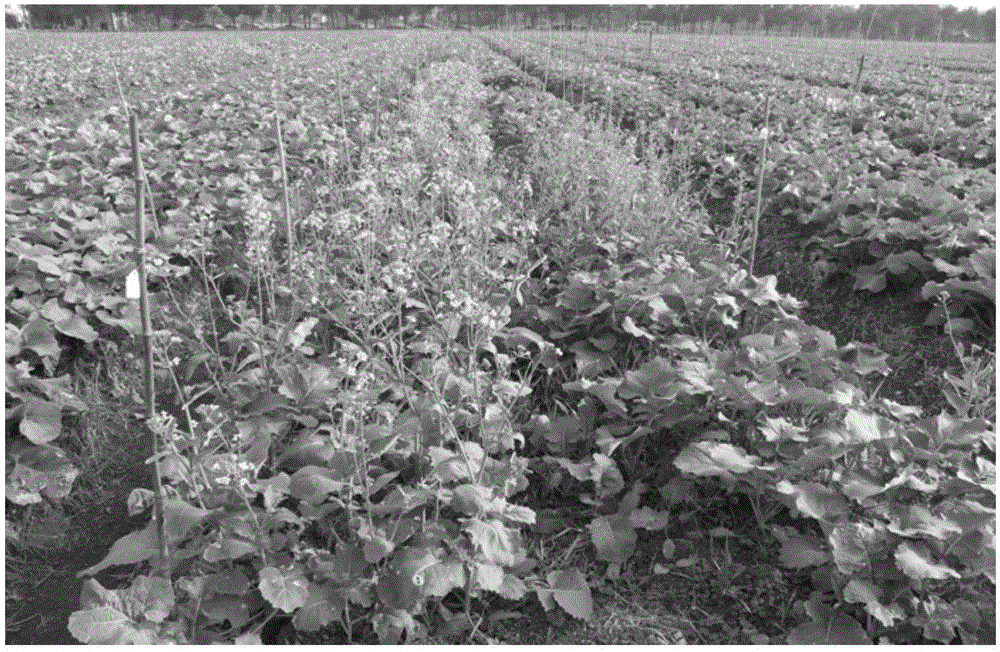 Breeding method of brassica napus capable of being specially adopted as green manure