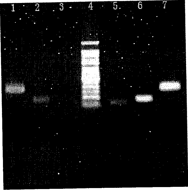 Method for purifying small fragment DNA in gel by grinding method and use thereof