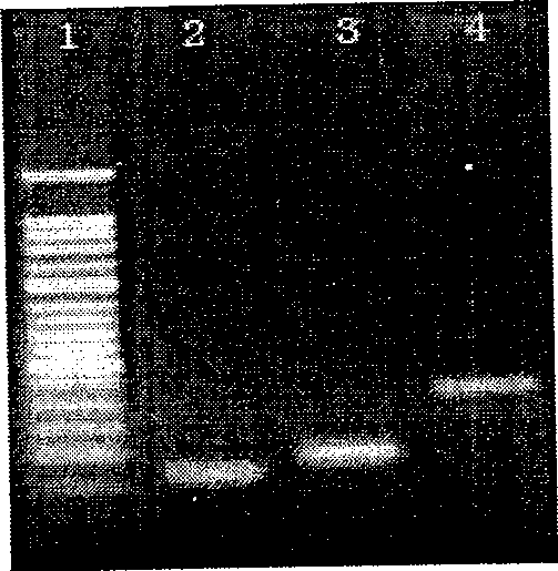 Method for purifying small fragment DNA in gel by grinding method and use thereof