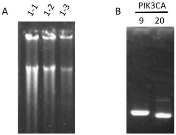 Primer combination and application thereof for detecting mutation of pik3ca gene in trace tissue