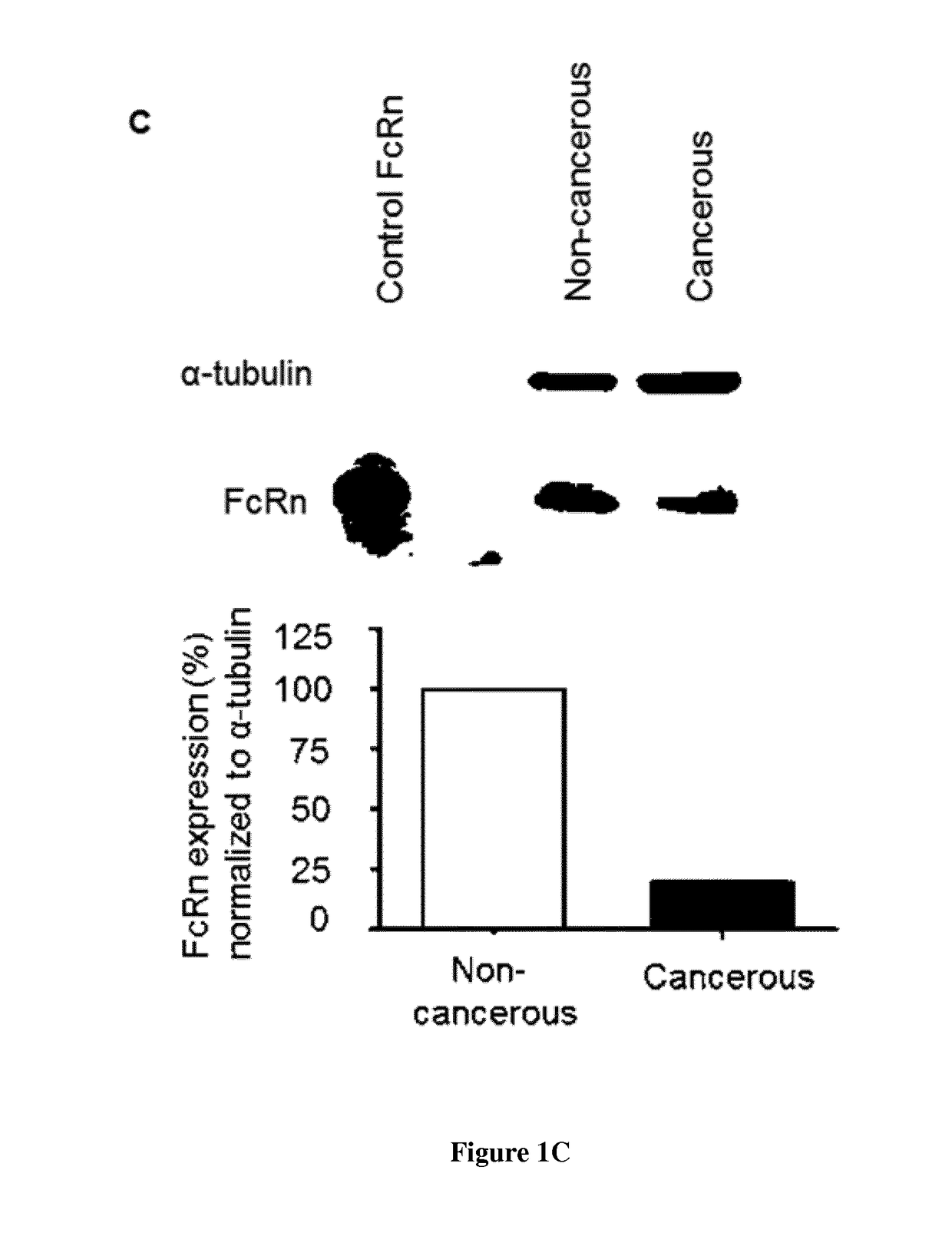 Methods for predicting the survival time and treatment responsiveness of a patient suffering from a solid cancer