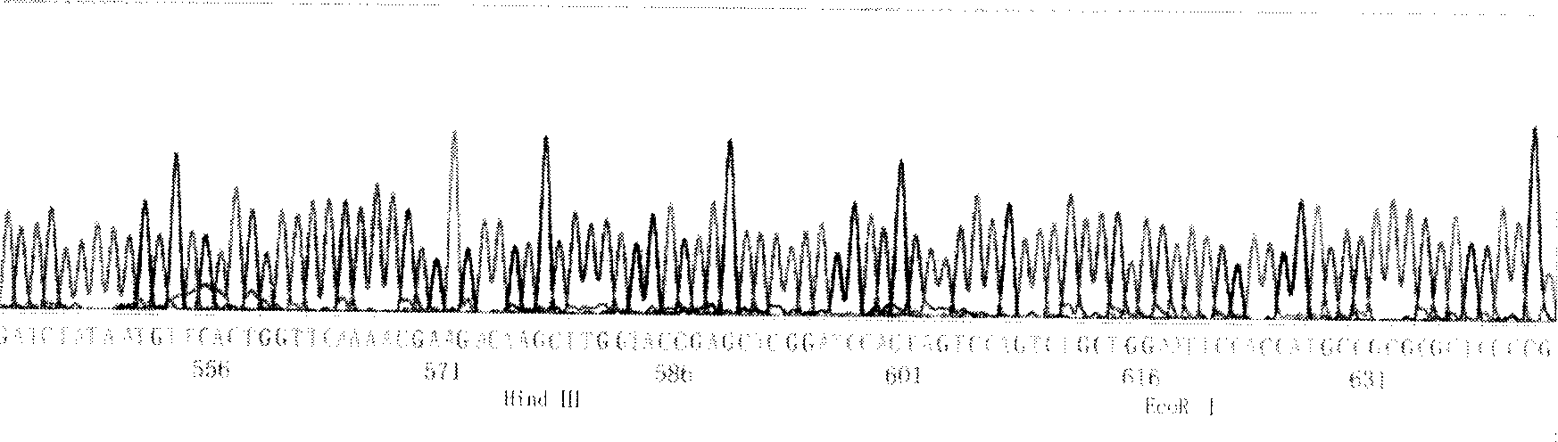 Construction expression of fusion gene carrier and its application