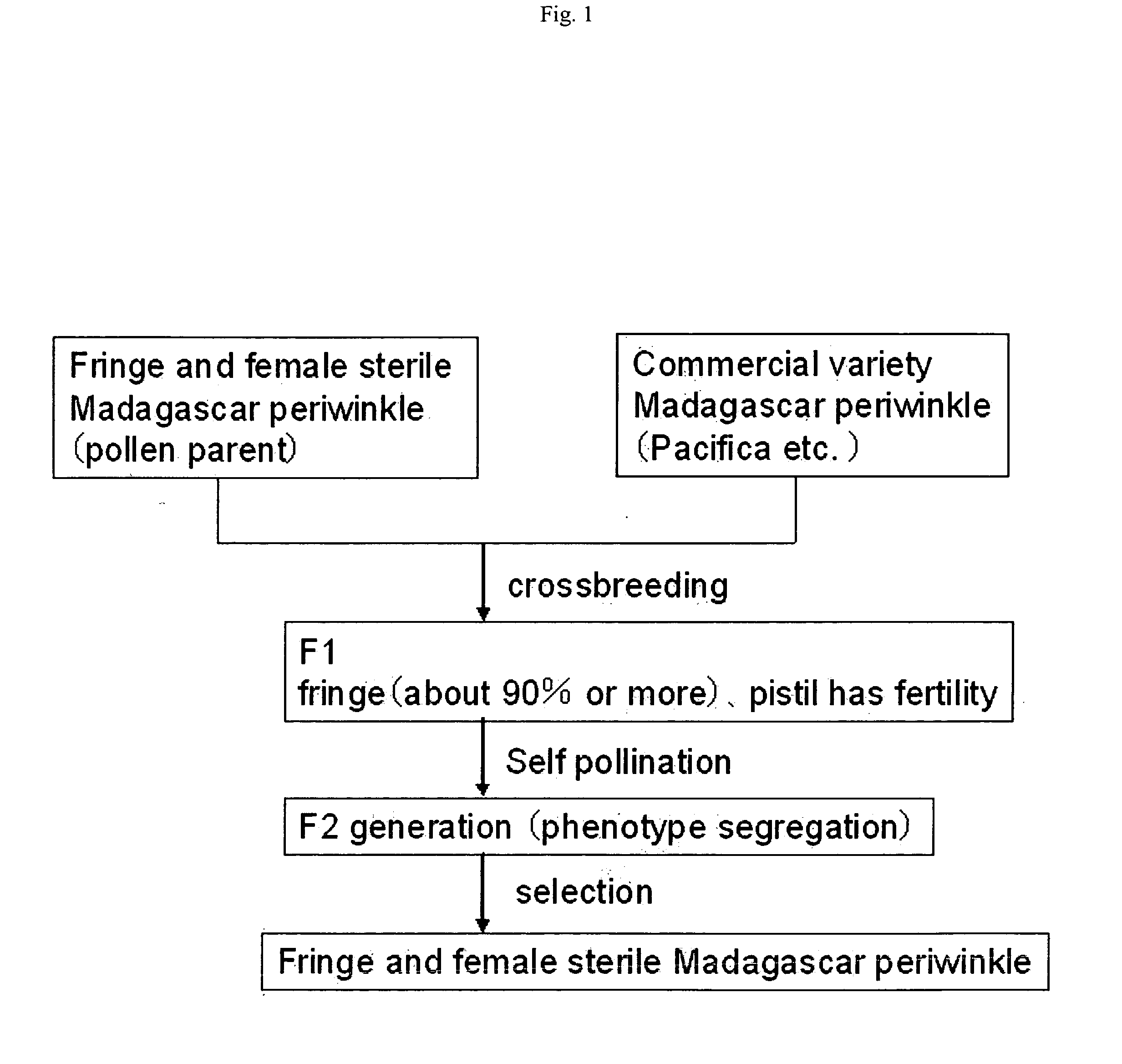 Madagascar Periwinkle With Fringe Type Flower And Method Of Breeding The Same