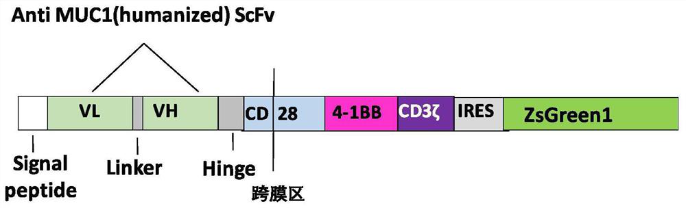 Novel chimeric antigen receptor targeting tumor cell surface muc1 and preparation method of muc1 chimeric antigen receptor T cell