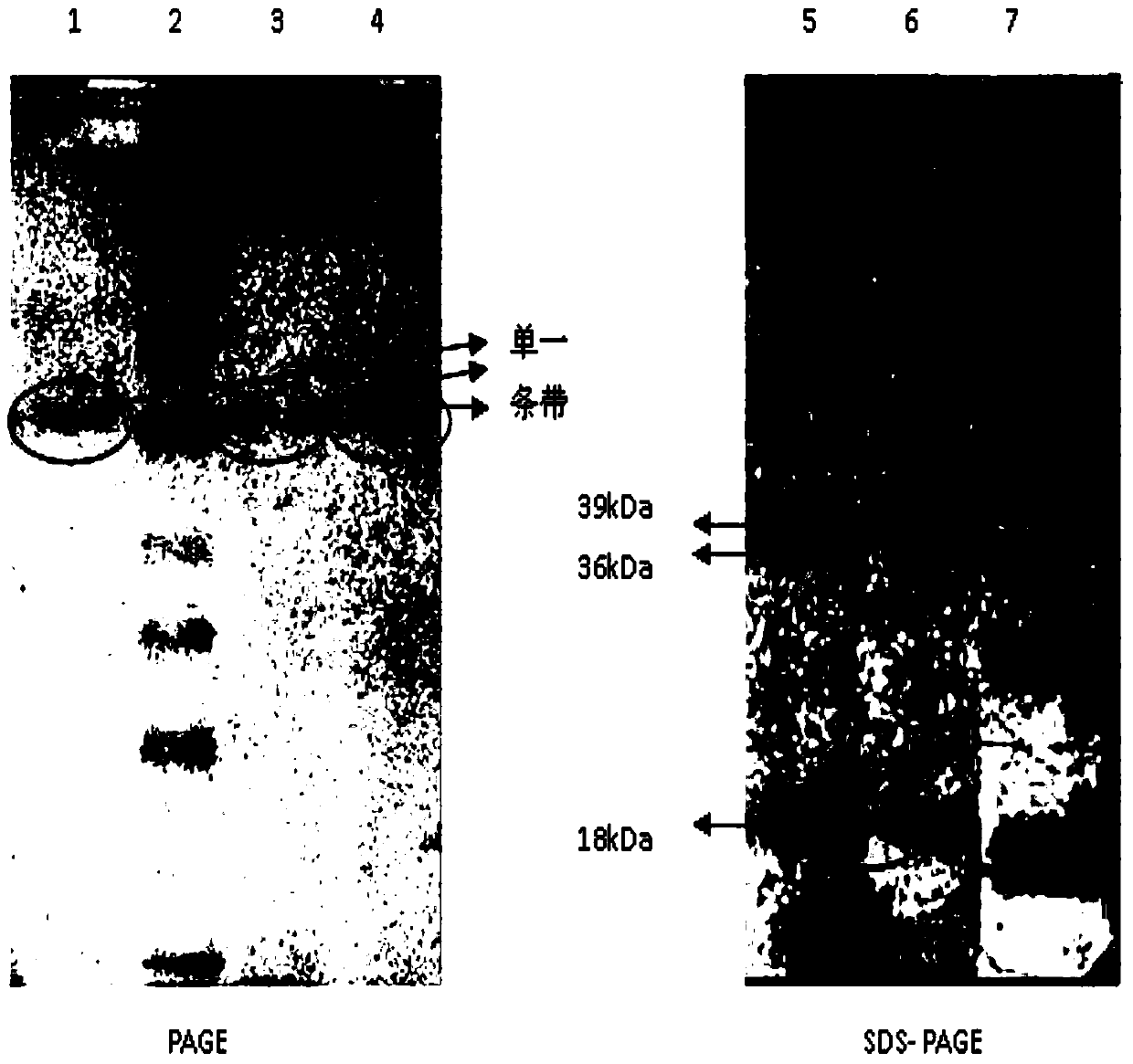 A method for extracting and purifying selenium-containing protein from broken rice chestnuts in decolorized pots and bottles