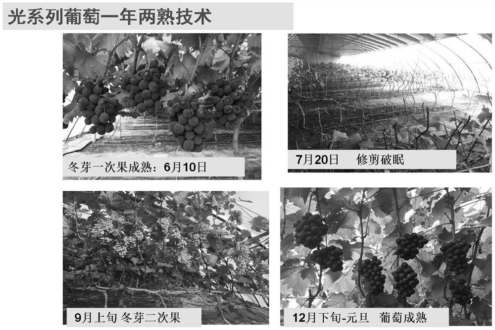 Double-cropping grape breeding method