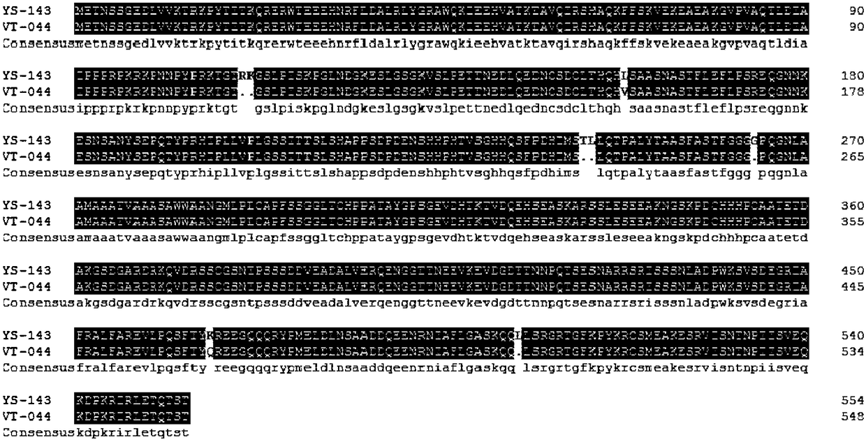 InDel molecular marker closely linked with flowering time of photoperiod-sensitive Chinese cabbage crop and application thereof