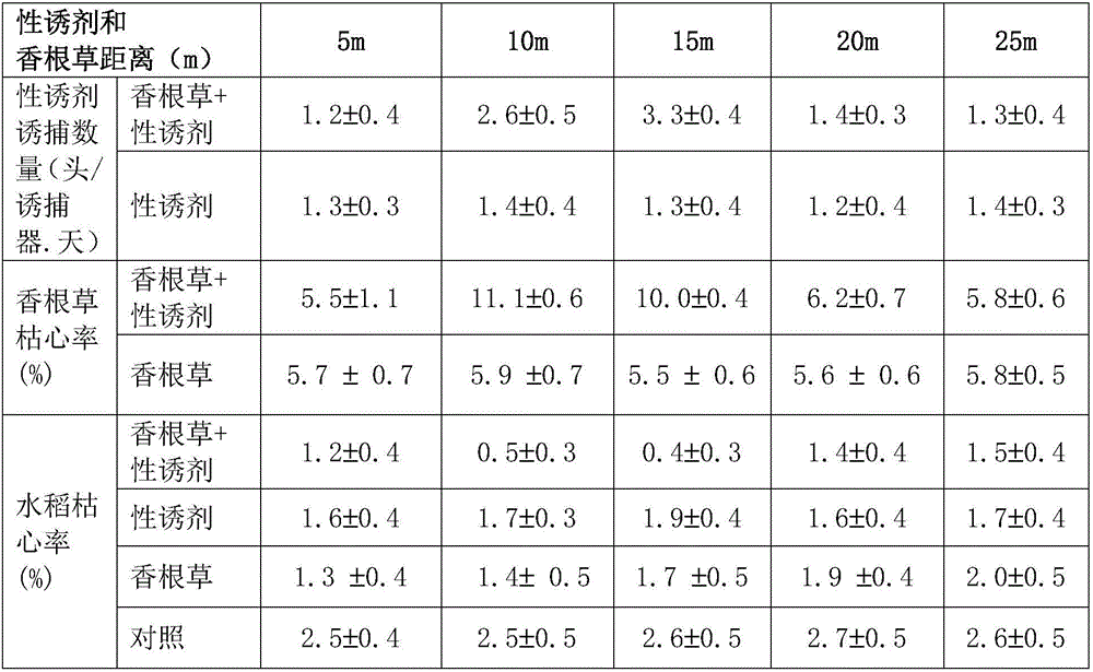 Method for improving sesamia inferen control effect by coordinative application of trap crop and sex attractant