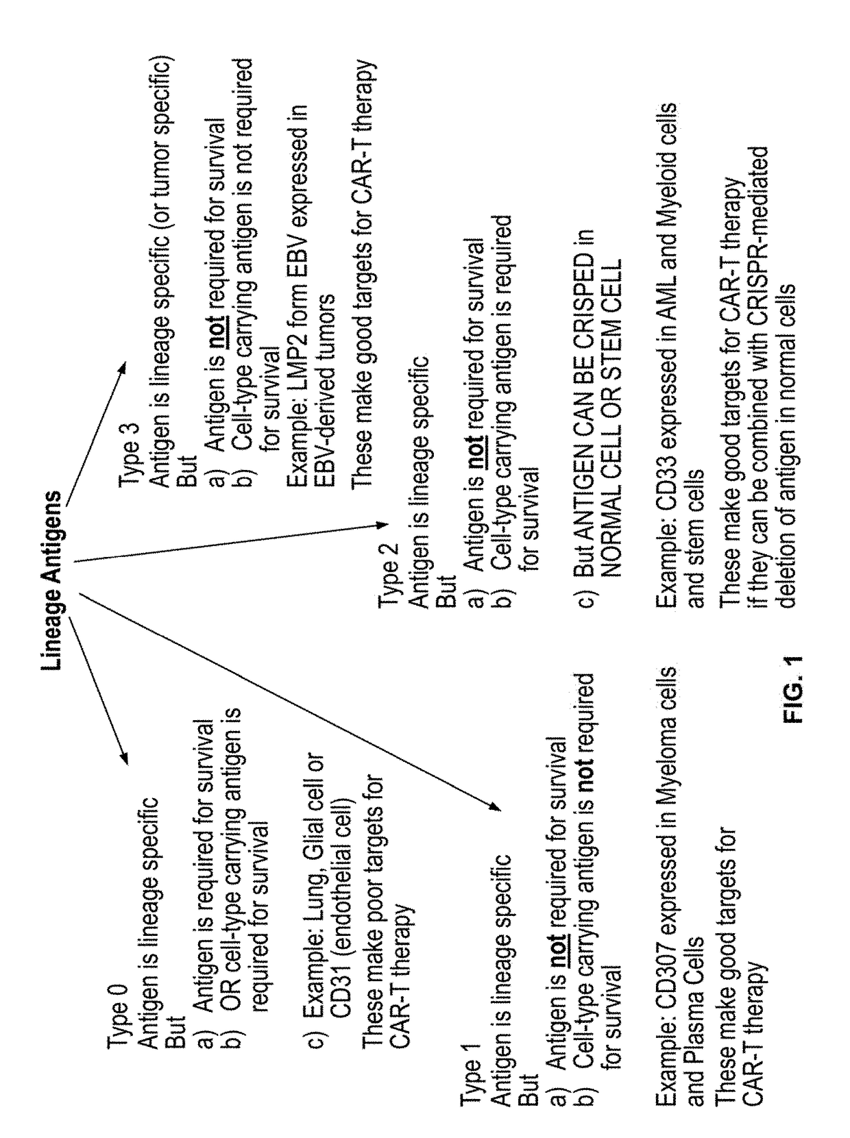 Compositions and methods for inhibition of lineage specific antigens