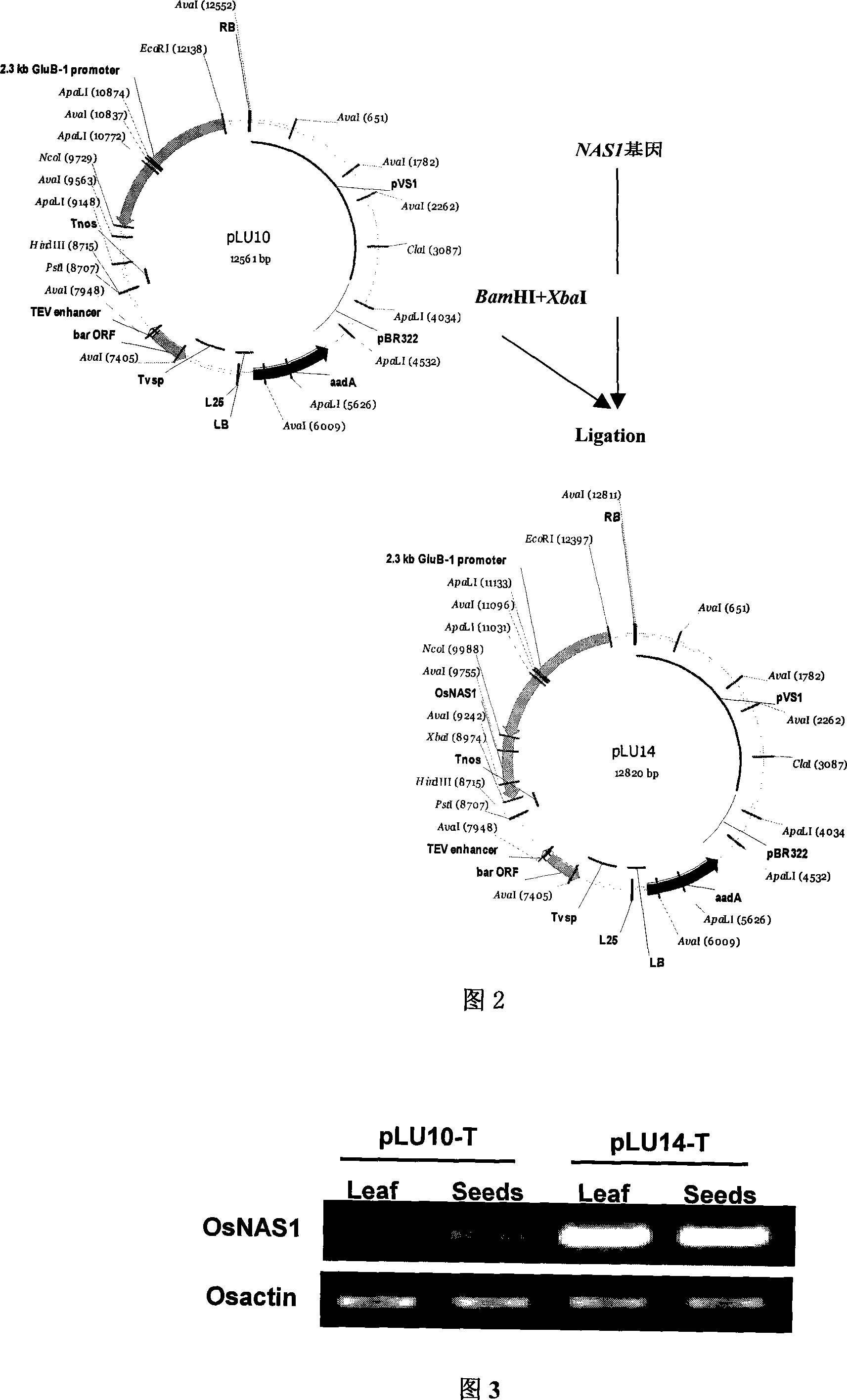 Method for breeding transgenic crop with iron/zinc and nicotinamide rich grains and uses thereof