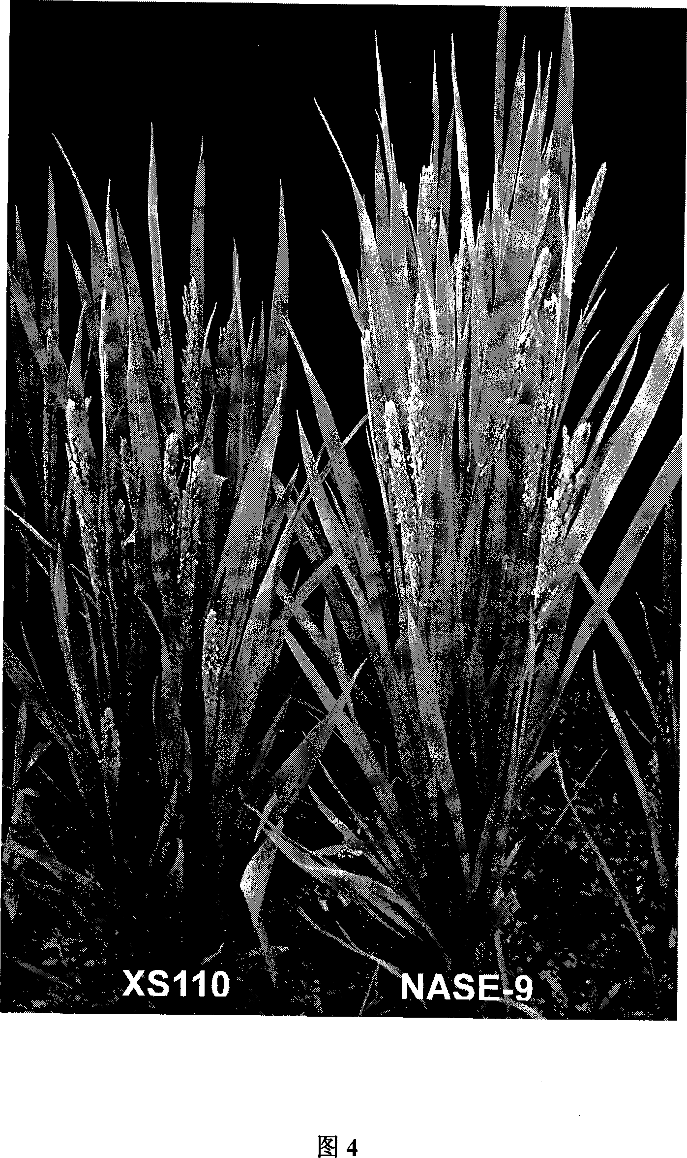 Method for breeding transgenic crop with iron/zinc and nicotinamide rich grains and uses thereof