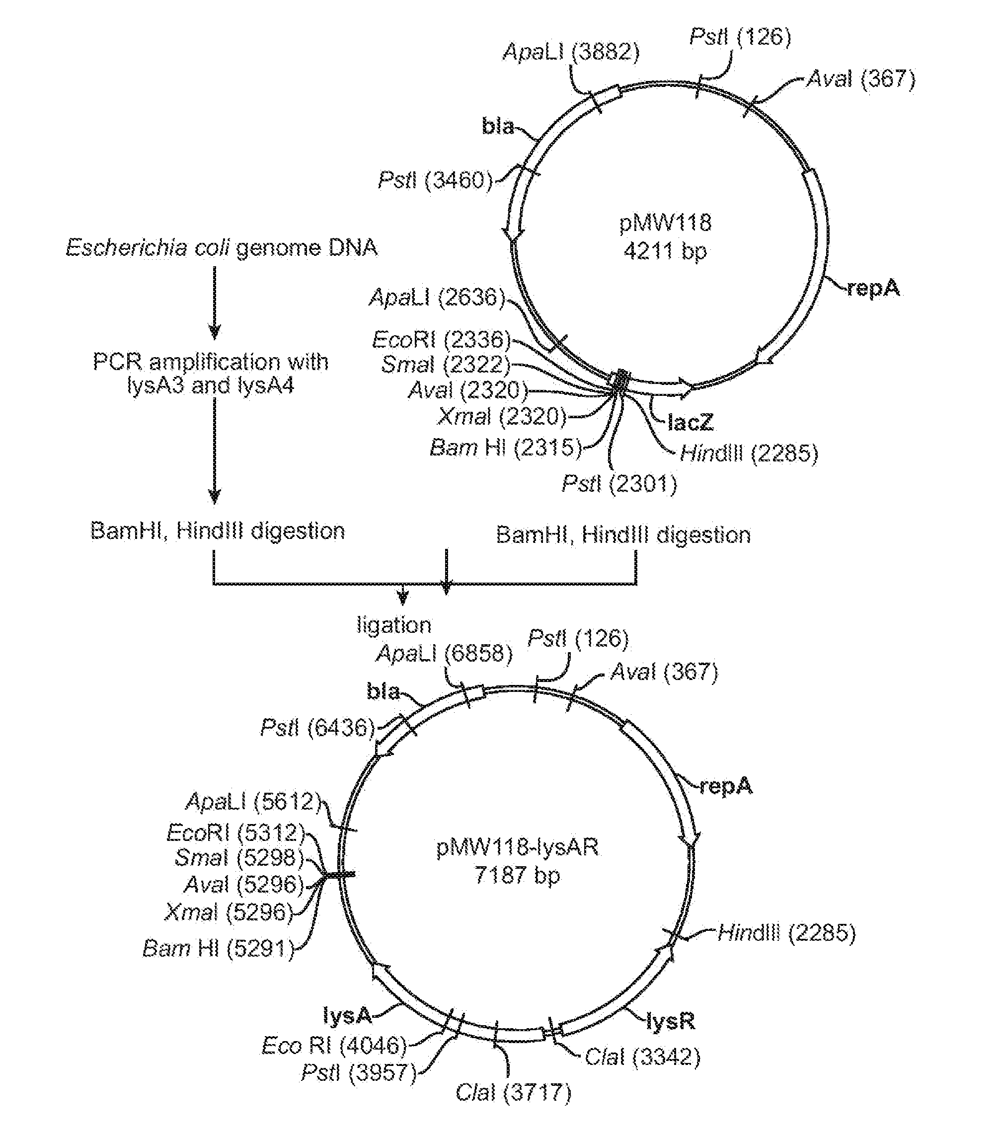 Method for production of an l-amino acid