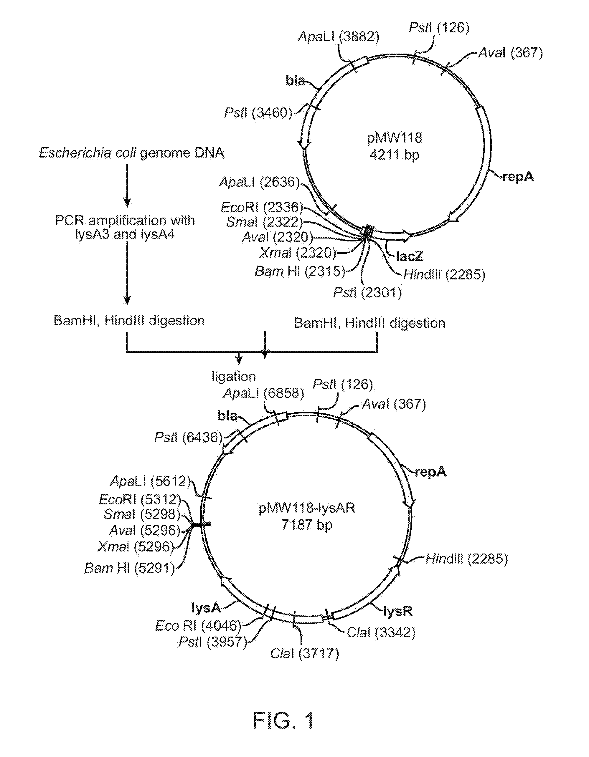 Method for production of an l-amino acid