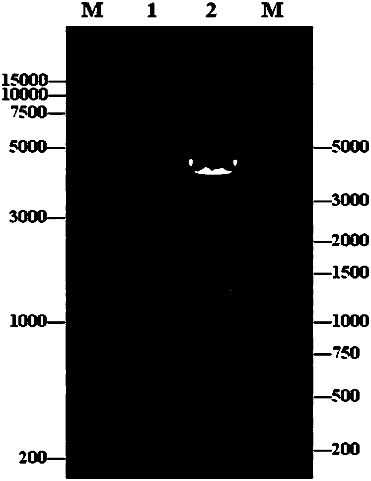 Method for improving yield of glycolic acid in Escherichia coli