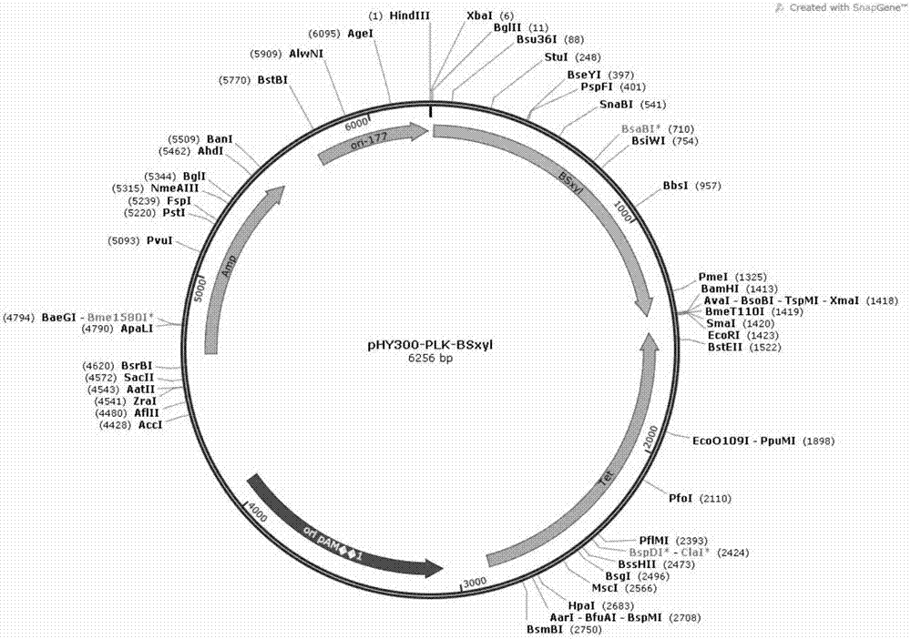 Clustered regularly interspaced short palindromic repeats (CRISPR)-Cas9 system-based bacillus licheniformis genome editing vector and preparation method thereof