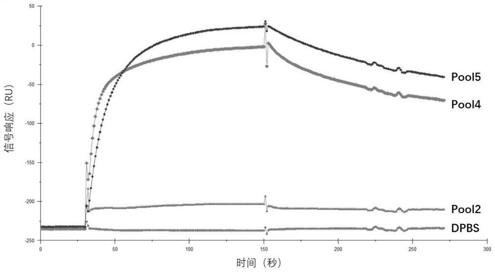 Nucleic acid aptamer binding to novel coronavirus (SARS-CoV-2) nucleocapsid protein and use thereof