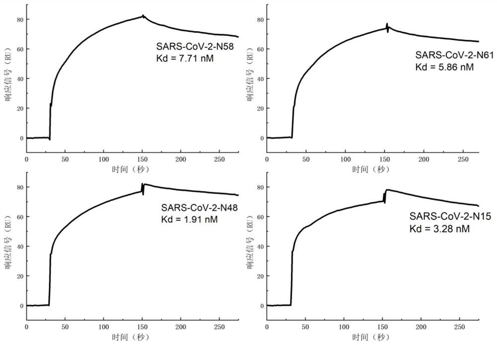 Nucleic acid aptamer binding to novel coronavirus (SARS-CoV-2) nucleocapsid protein and use thereof