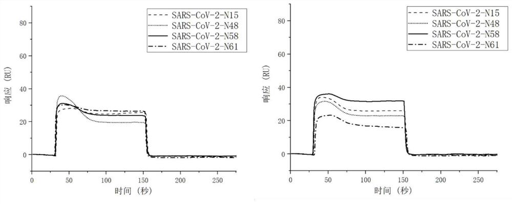 Nucleic acid aptamer binding to novel coronavirus (SARS-CoV-2) nucleocapsid protein and use thereof