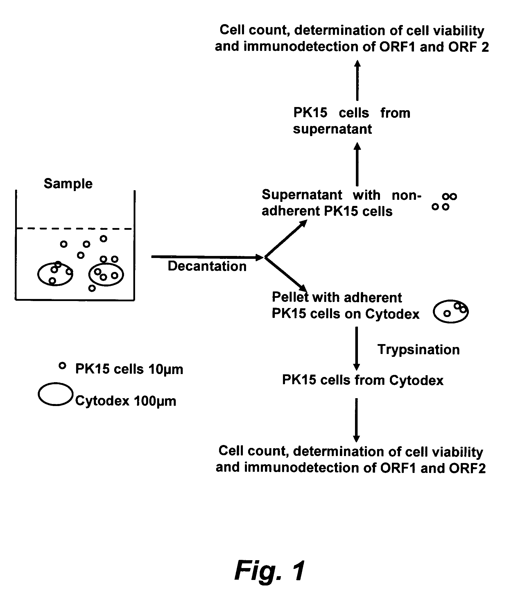 Assay for porcine circovirus production