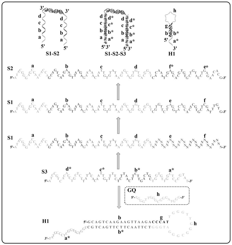 Dual-signal amplification probe, sensor, detection method and application