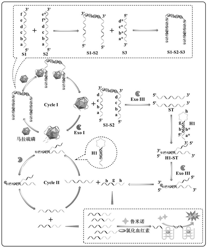 Dual-signal amplification probe, sensor, detection method and application