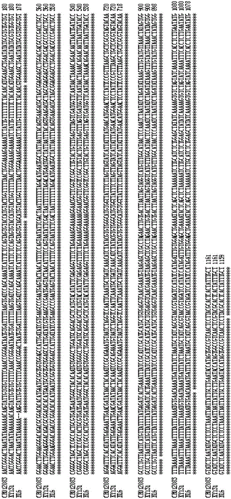 Recombinant nucleic acid fragment RecCR012083 and detection method thereof