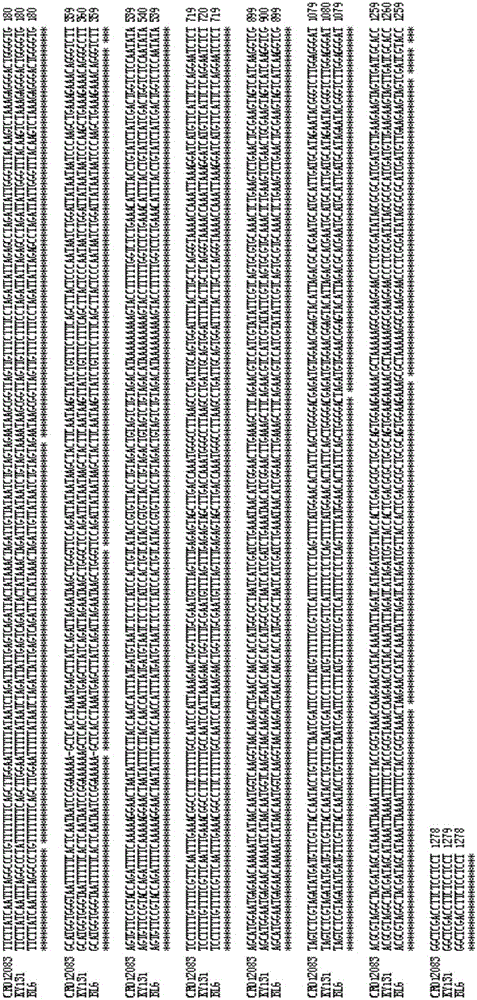 Recombinant nucleic acid fragment RecCR012083 and detection method thereof