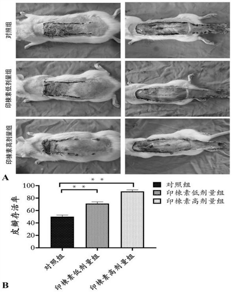 Effect of azadirachtin on preparation of medicament for promoting survival of ischemic ultralong random skin flap