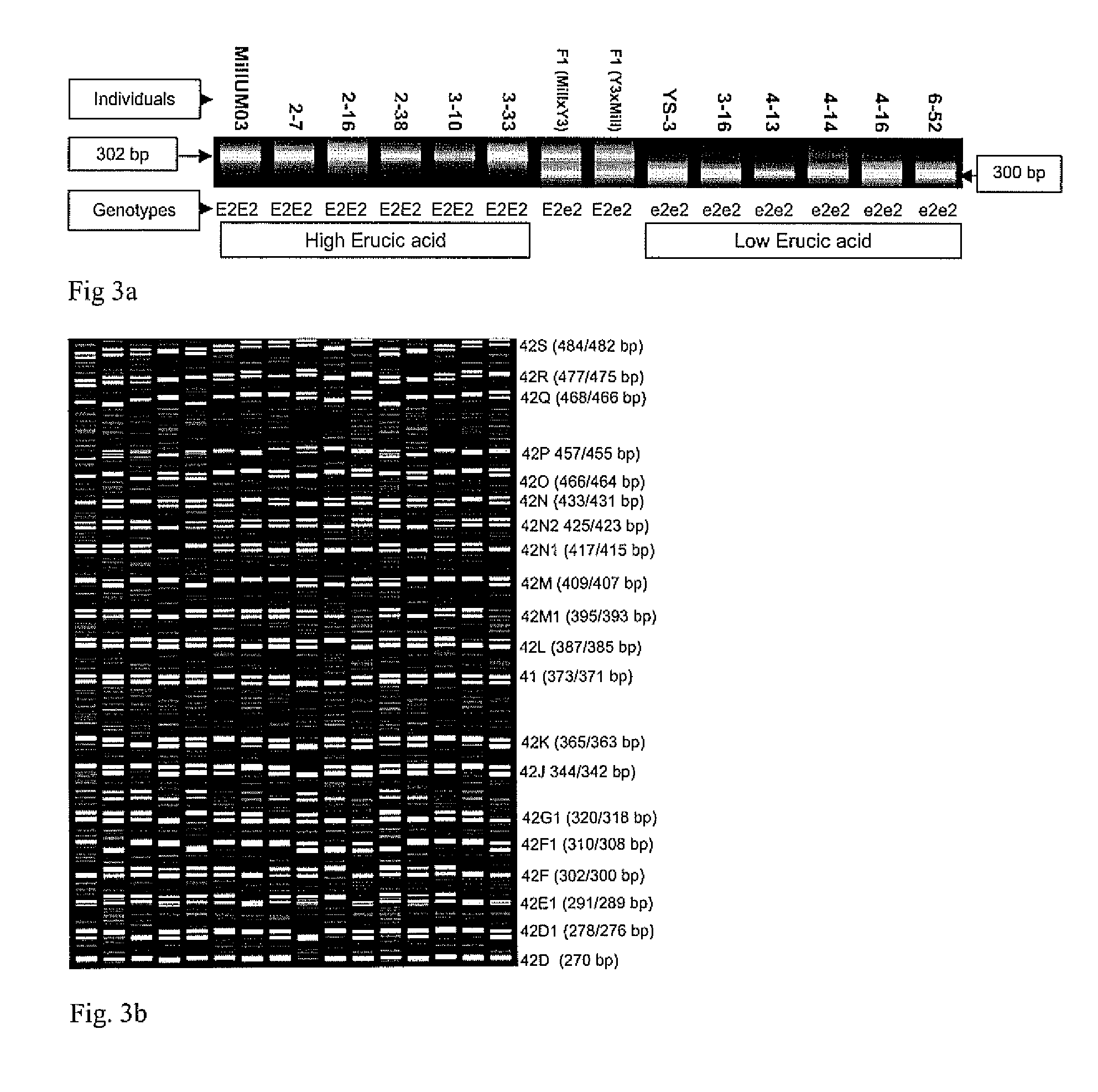 High throughput genome specific molecular markers for erucic acid content genes in brassica napus