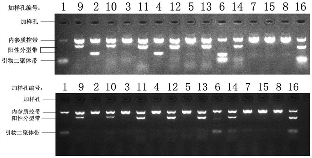 Preparation method of Miltenberger blood group series phenotype red blood cells