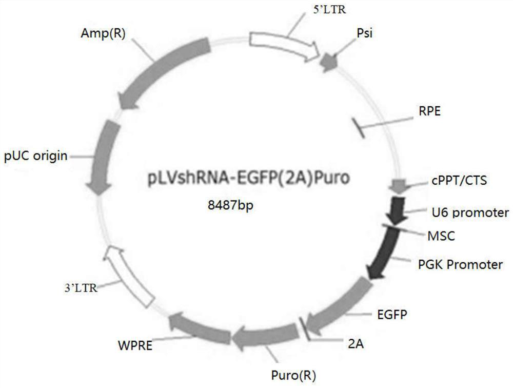 Application of siRNA sequence in preparation of medicine for treating ovarian cancer