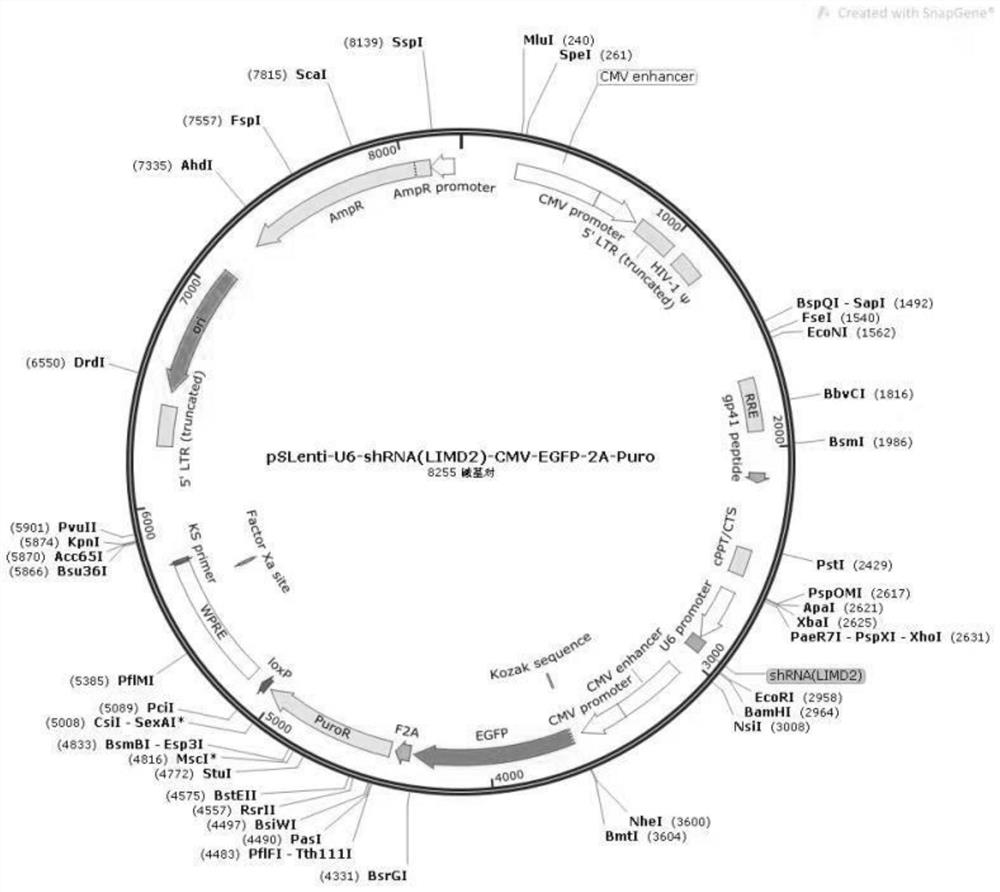 Application of siRNA sequence in preparation of medicine for treating ovarian cancer