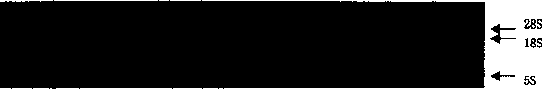 Method for extracting RNA from cotton tissue