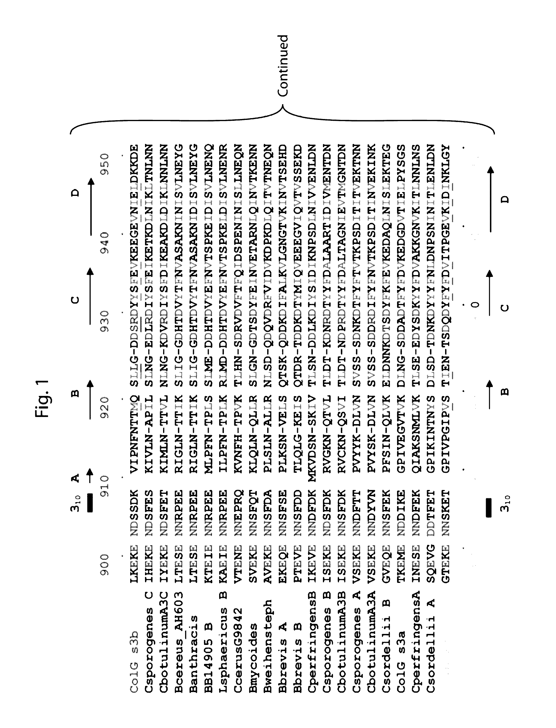 Delivery of therapeutic agents by a collagen binding protein