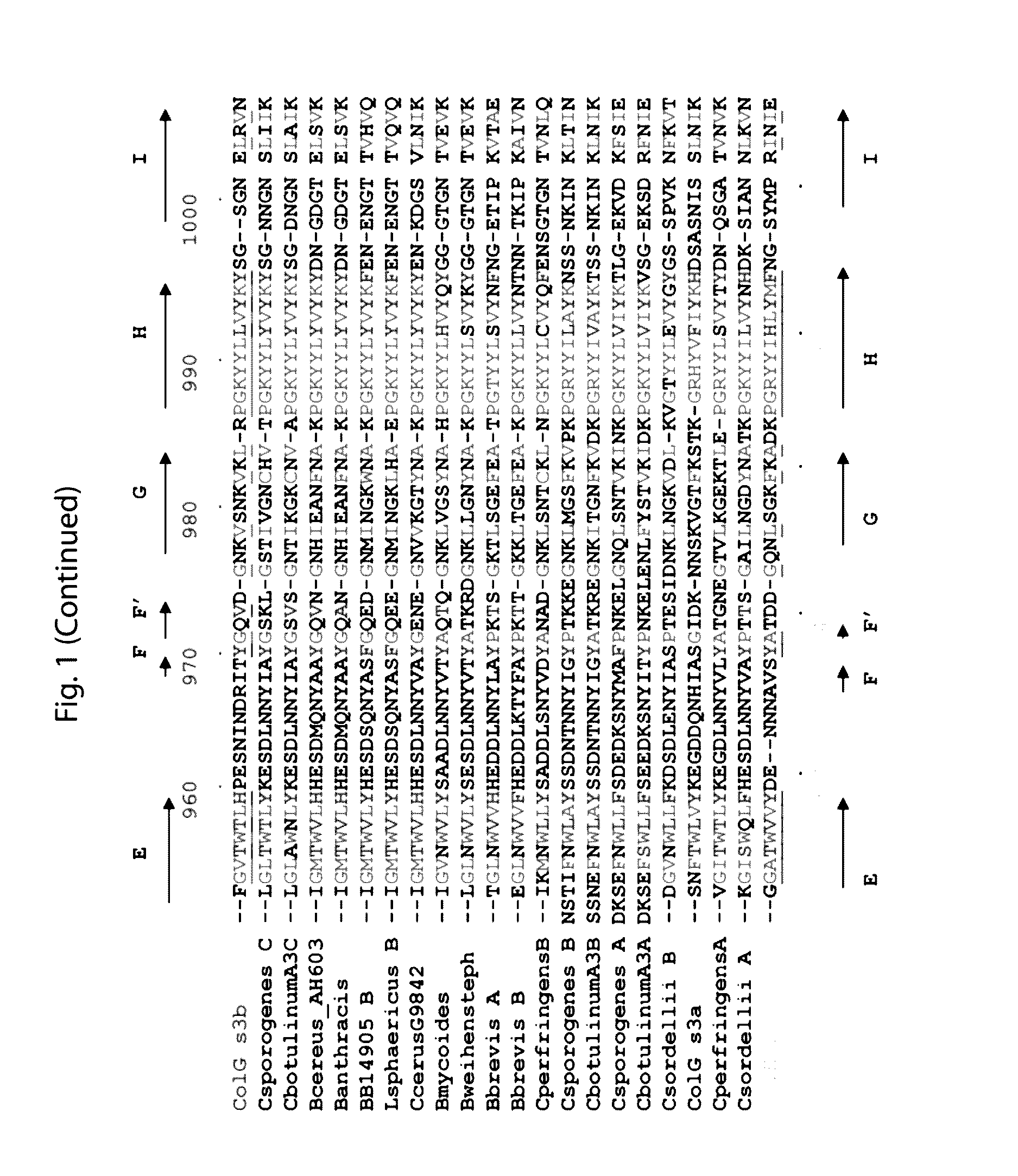 Delivery of therapeutic agents by a collagen binding protein