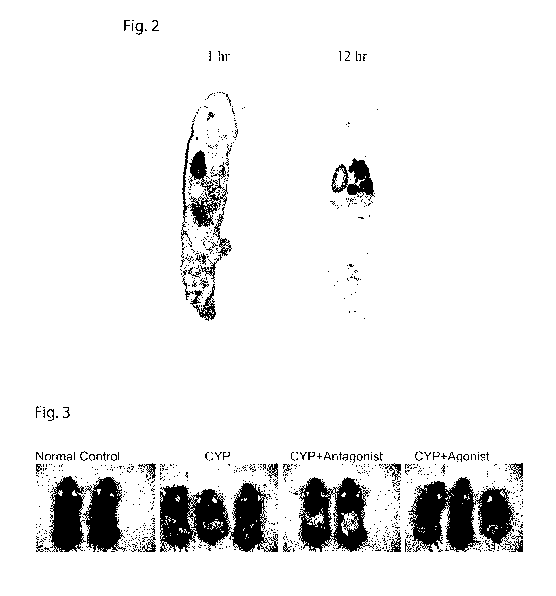 Delivery of therapeutic agents by a collagen binding protein