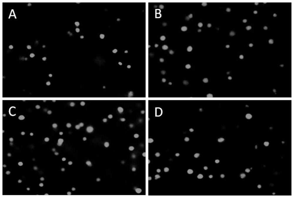 A silk fibroin/gelatin interpenetrating network hydrogel capable of cell encapsulation and its preparation method