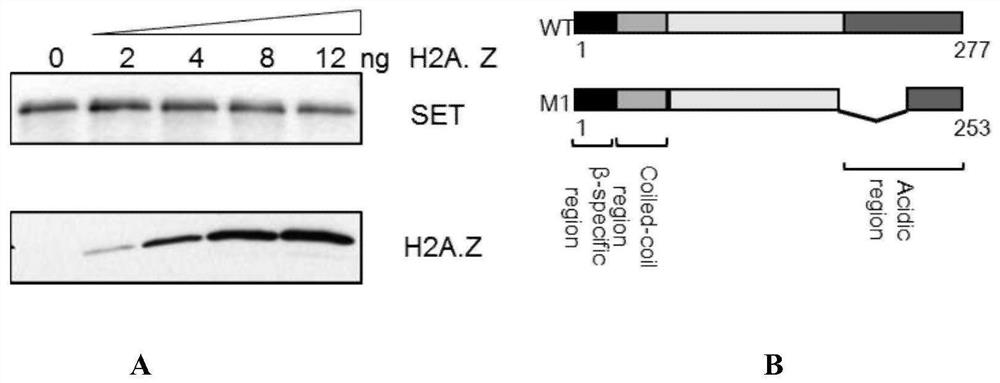 Novel proto-oncoprotein SET inhibitor and fusion polypeptide and application thereof