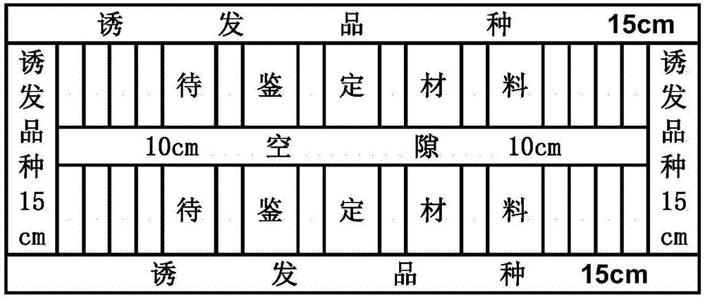 Method for identifying or screening disease-resistant rice material through rice blast seedling blast induced by field natural inoculation