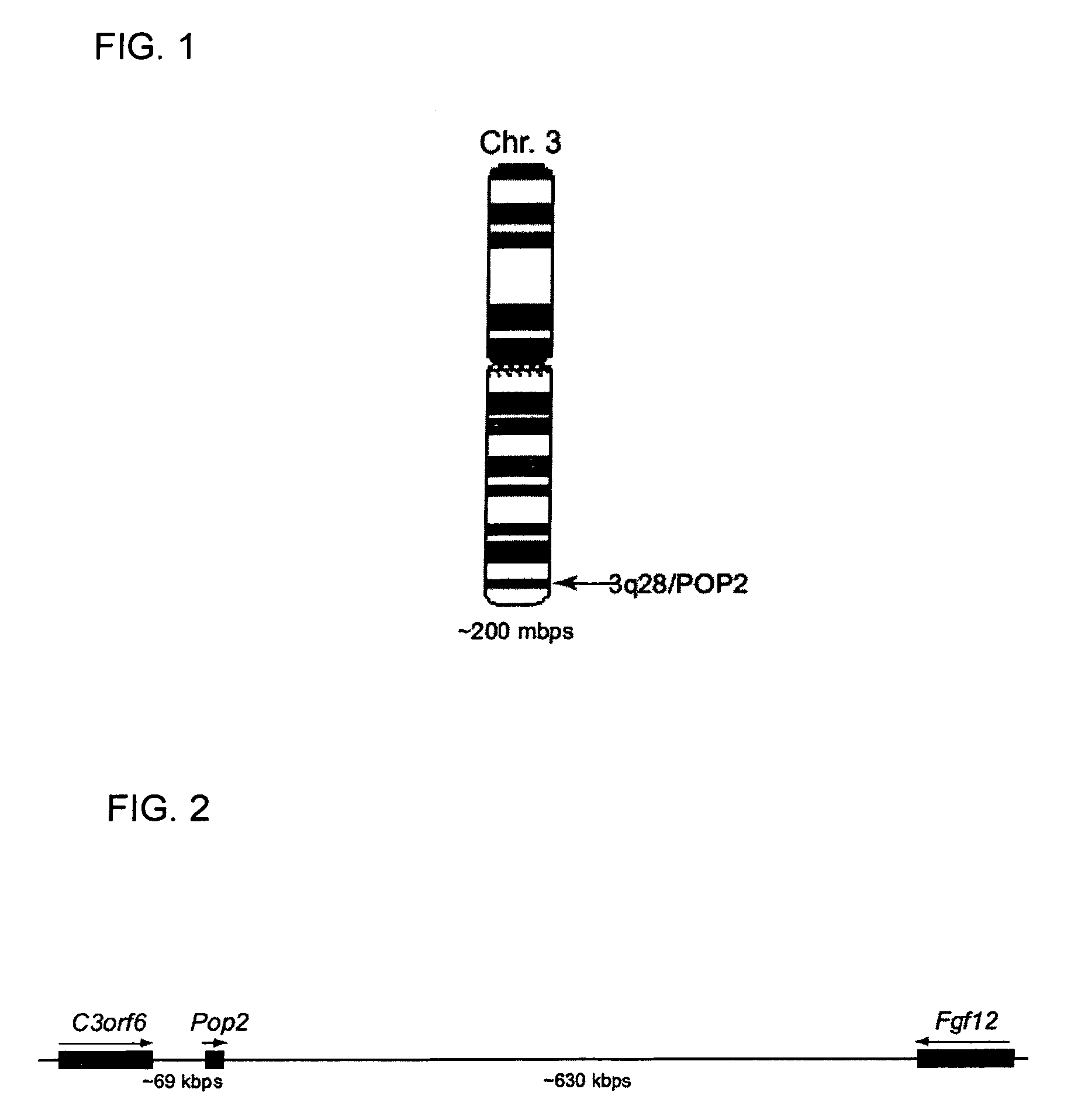 POP2: NKκB-inhibiting polypeptides, nucleic acids and methods of use