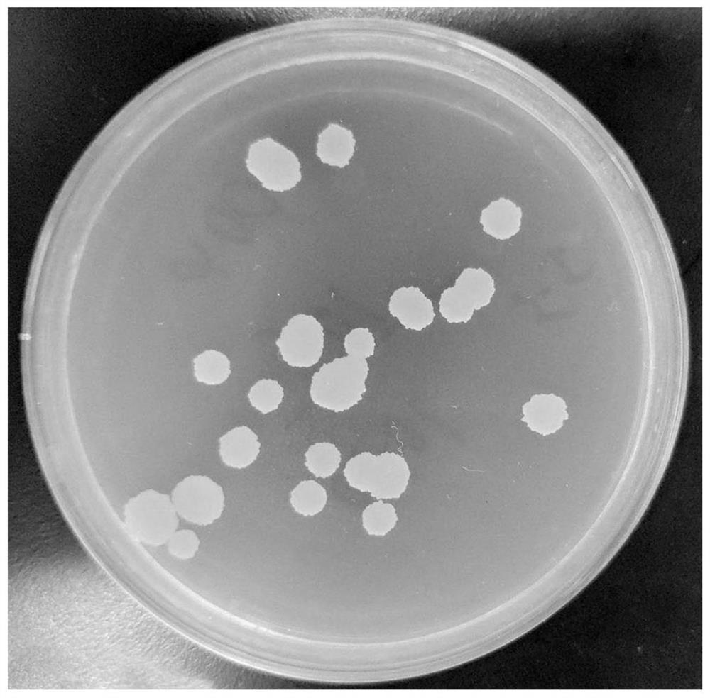 Bacillus subtilis and influence of bacillus subtilis on soil nutrient content and enzyme activity